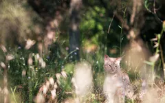 Which warrior cat are you most like? (1) Which warrior cat are you most like? (1)