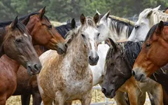 Horse Breeds and Colors Horse Breeds and Colors