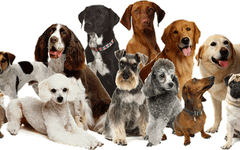 how much do you know about dogs? (1) how much do you know about dogs? (1)
