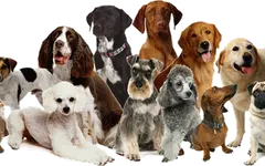 how much do you know about dogs? (1)