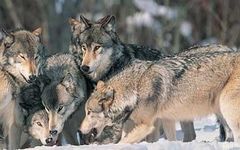 Wolf Ranking Wolf Ranking