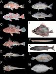 What Type of Fish Are You? What Type of Fish Are You?