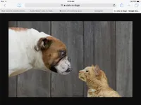Are you a cat person or a dog person? (1) Are you a cat person or a dog person? (1)