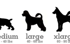 What dog size would best benefit you? What dog size would best benefit you?