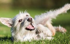 Which Dog Should I Get? Which Dog Should I Get?