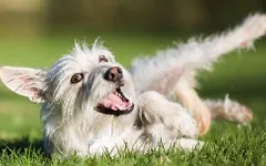 Which Dog Should I Get? Which Dog Should I Get?