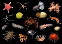 Discover Your Inner Marine Animal Discover Your Inner Marine Animal