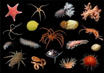 Discover Your Inner Marine Animal Discover Your Inner Marine Animal
