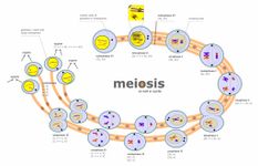 Meiosis Meiosis