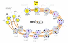 Meiosis Meiosis