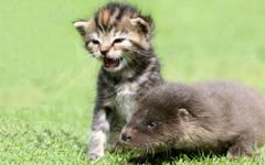 Are you an animal wizard? Are you an animal wizard?