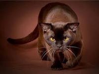 Are you a cat expert? Are you a cat expert?