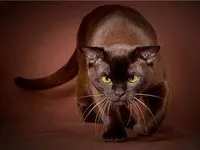 Are you a cat expert? Are you a cat expert?
