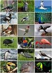 What bird are you? (1) What bird are you? (1)