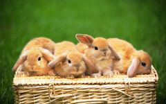 What pet matches your personality? What pet matches your personality?