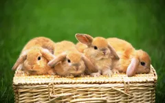 What pet matches your personality? What pet matches your personality?