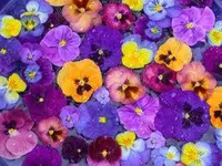 What flower are you ? What flower are you ?