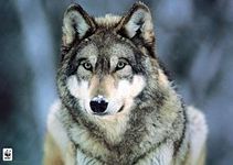 Which majestic animal are you? Which majestic animal are you?