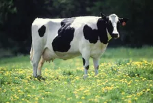 Do You Know The Cow? Do You Know The Cow?