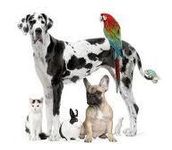 Which animal's personality are you? Which animal's personality are you?