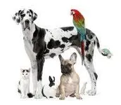Which animal's personality are you? Which animal's personality are you?