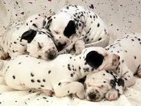know these breeds? know these breeds?