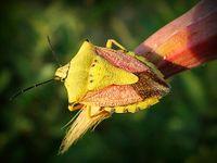 Which Insect Are You? (1) Which Insect Are You? (1)