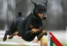 What dog breed are you inside? What dog breed are you inside?
