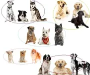 What type of dog is best for you? What type of dog is best for you?