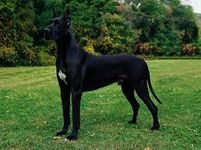 Guess that breed Guess that breed