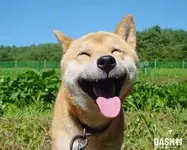 What about the breed? What about the breed?