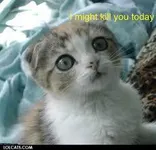 does your cat love you? does your cat love you?