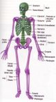 Quiz Section 3 - Skeletal System Quiz Section 3 - Skeletal System