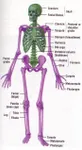 Quiz Section 3 - Skeletal System