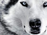 what dog are you?? hmm what dog are you?? hmm
