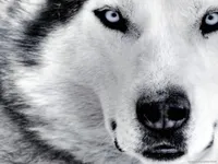 what dog are you?? hmm what dog are you?? hmm