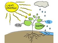 Unit 7 Photosynthesis Review Sheet Quiz Unit 7 Photosynthesis Review Sheet Quiz