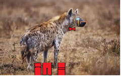 Are you a dog or a wolf? Are you a dog or a wolf?
