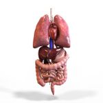 Tissues, Organs and Organ systems Tissues, Organs and Organ systems