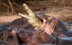 are you a hippo or a croc are you a hippo or a croc