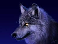 What Rank Are You In A Wolf Pack? What Rank Are You In A Wolf Pack?