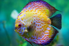 Are you a saltwater fish or a fresh water fish? Are you a saltwater fish or a fresh water fish?