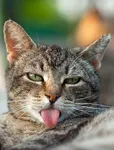 Which Funny Cat Video are You? (1) Which Funny Cat Video are You? (1)