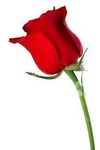 is he maddly in love with you is he maddly in love with you