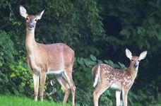 What type of deer are you? What type of deer are you?