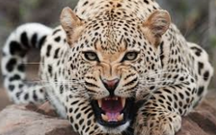 What kind of animal are you? (3) What kind of animal are you? (3)