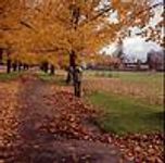 Les feuilles Les feuilles