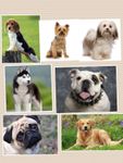 What dog is best for you? What dog is best for you?