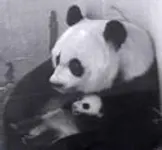 What Will Your Favorite Animal Be? What Will Your Favorite Animal Be?
