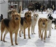 Awesome Animal Quiz Awesome Animal Quiz
